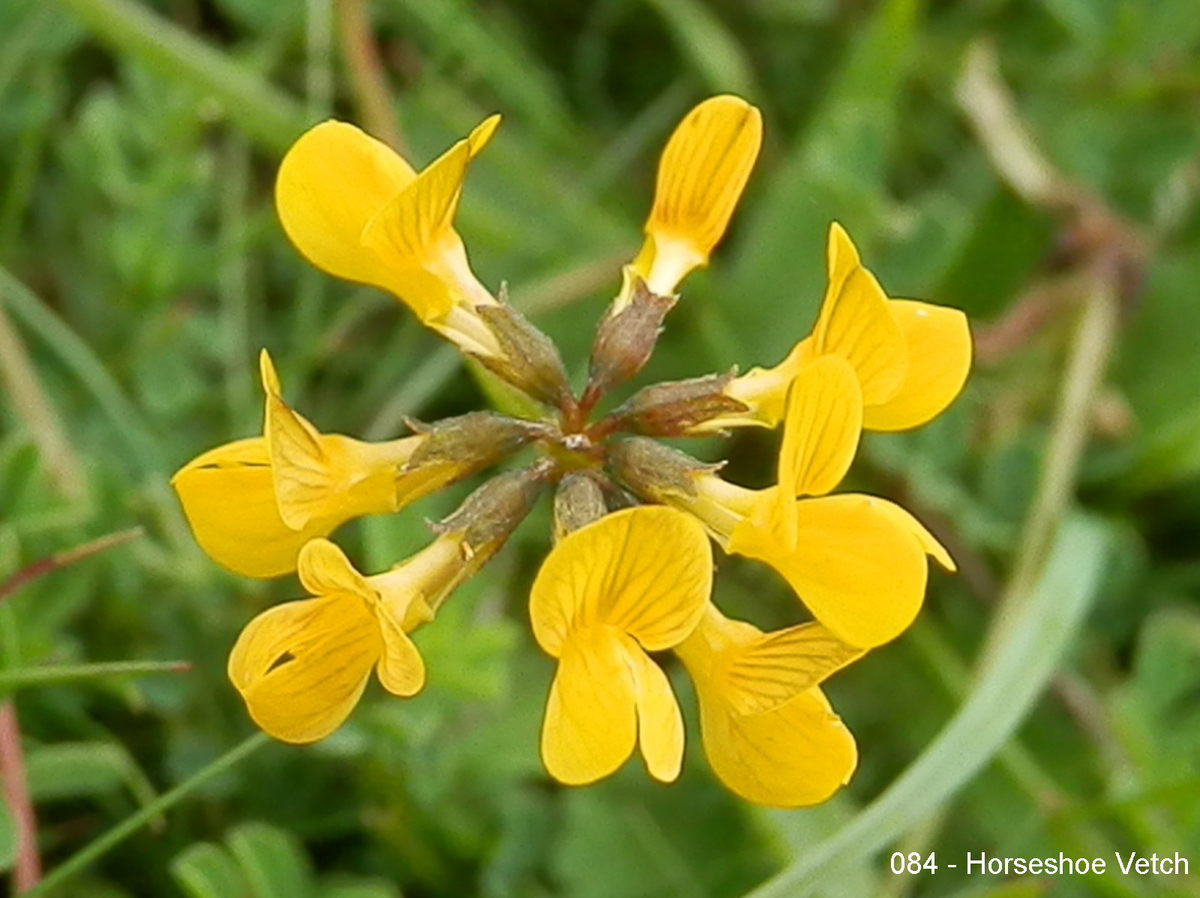 084 - Horseshoe Vetch
